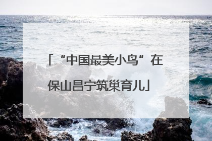 “中国最美小鸟”在保山昌宁筑巢育儿