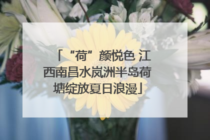 “荷”颜悦色 江西南昌水岚洲半岛荷塘绽放夏日浪漫