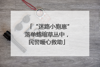 “迷路小狍崽”落单蜷缩草丛中，民警暖心救助