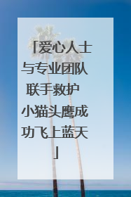 爱心人士与专业团队联手救护 小猫头鹰成功飞上蓝天