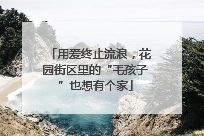 用爱终止流浪，花园街区里的“毛孩子”也想有个家