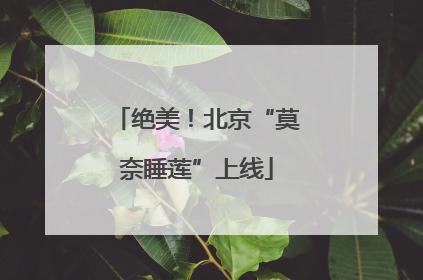 绝美！北京“莫奈睡莲”上线