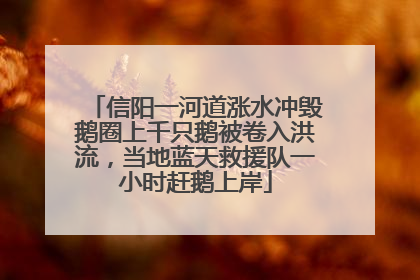 信阳一河道涨水冲毁鹅圈上千只鹅被卷入洪流，当地蓝天救援队一小时赶鹅上岸