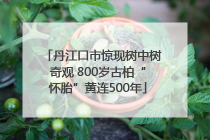 丹江口市惊现树中树奇观 800岁古柏“怀胎”黄连500年