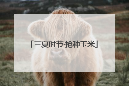 三夏时节·抢种玉米