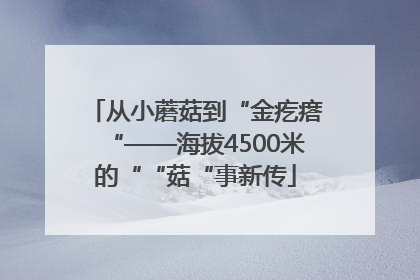 从小蘑菇到“金疙瘩“——海拔4500米的““菇“事新传
