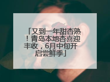 又到一年甜杏熟！青岛本地杏喜迎丰收，6月中旬开启尝鲜季