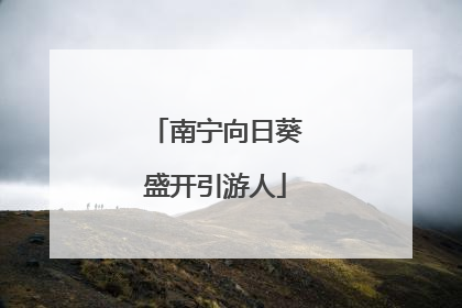 南宁向日葵盛开引游人