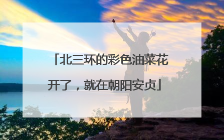 北三环的彩色油菜花开了，就在朝阳安贞