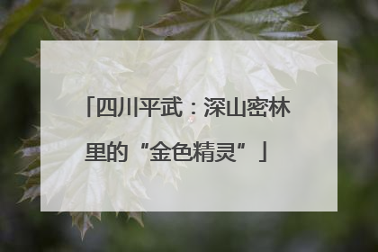 四川平武：深山密林里的“金色精灵”