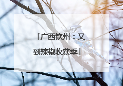 广西钦州：又到辣椒收获季