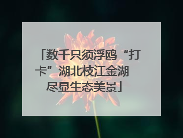 数千只须浮鸥“打卡”湖北枝江金湖 尽显生态美景