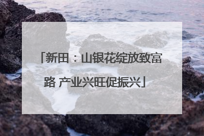 新田：山银花绽放致富路 产业兴旺促振兴