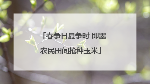 春争日夏争时 即墨农民田间抢种玉米
