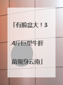 有脸盆大！3.4斤巨型牛肝菌现身云南