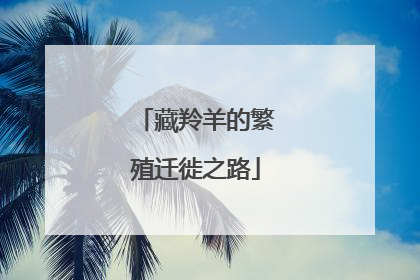 藏羚羊的繁殖迁徙之路