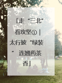走“三北” 看攻坚①｜太行披“绿装” 连翘药茶香