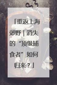 重返上海郊野｜消失的“顶级捕食者”如何归来？