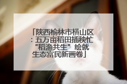 陕西榆林市横山区：五万亩稻田插秧忙 “稻渔共生”绘就生态富民新画卷