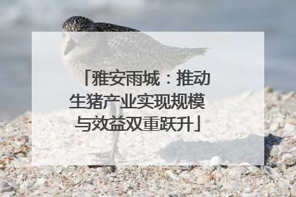 雅安雨城：推动生猪产业实现规模与效益双重跃升
