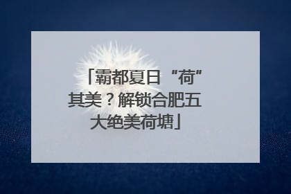 霸都夏日“荷”其美？解锁合肥五大绝美荷塘