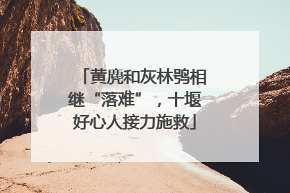 黄麂和灰林鸮相继“落难”，十堰好心人接力施救