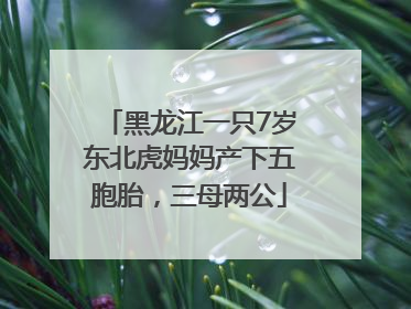 黑龙江一只7岁东北虎妈妈产下五胞胎，三母两公